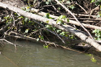 Canon EOS 5D Mark II, 2014:07:19 15:07:15 -- 1/60 sec, f/10.0.  No Flash, Compulsory.5616x3744 Off.