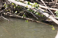 Canon EOS 5D Mark II, 2014:07:19 15:07:22 -- 1/60 sec, f/9.0.  No Flash, Compulsory.5616x3744 Off.