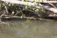 Canon EOS 5D Mark II, 2014:07:19 15:07:44 -- 1/60 sec, f/9.0.  No Flash, Compulsory.5616x3744 Off.