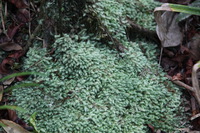 Canon EOS 5D Mark II, 2014:07:19 16:19:31 -- 1/60 sec, f/4.5.  No Flash, Compulsory.5616x3744 Off.