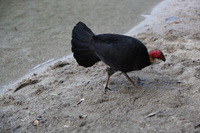 Canon EOS 5D Mark II, 2014:07:19 16:38:34 -- 1/60 sec, f/4.0.  No Flash, Compulsory.5616x3744 Off.