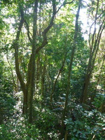 DMC-TS5, 2014:07:19 09:21:22 -- 1/60 sec, f/3.3.  No Flash, Auto.4608x3456 0.00 EV.