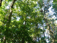 DMC-TS5, 2014:07:19 09:21:36 -- 1/250 sec, f/3.3.  No Flash, Auto.4608x3456 0.00 EV.