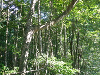 DMC-TS5, 2014:07:19 09:22:02 -- 1/125 sec, f/3.3.  No Flash, Auto.4608x3456 0.00 EV.