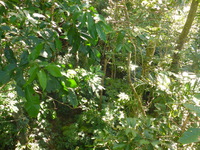 DMC-TS5, 2014:07:19 09:42:23 -- 1/40 sec, f/3.3.  No Flash, Compulsory.4608x3456 0.00 EV.