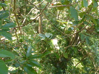 DMC-TS5, 2014:07:19 09:42:33 -- 1/40 sec, f/3.3.  No Flash, Compulsory.4608x3456 0.00 EV.