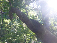 DMC-TS5, 2014:07:19 09:50:52 -- 1/60 sec, f/3.3.  No Flash, Compulsory.4608x3456 0.00 EV.