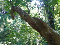 DMC-TS5, 2014:07:19 09:50:57 -- 1/60 sec, f/3.3.  No Flash, Compulsory.4608x3456 0.00 EV.