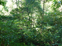 DMC-TS5, 2014:07:19 10:13:15 -- 1/50 sec, f/3.3.  No Flash, Compulsory.4608x3456 0.00 EV.