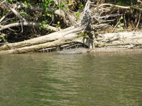 DMC-TS5, 2014:07:19 14:16:58 -- 1/500 sec, f/5.9.  No Flash, Compulsory.4608x3456 0.00 EV.