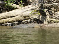 DMC-TS5, 2014:07:19 14:17:09 -- 1/250 sec, f/5.9.  No Flash, Compulsory.4608x3456 0.00 EV.