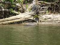 DMC-TS5, 2014:07:19 14:18:22 -- 1/500 sec, f/5.9.  No Flash, Compulsory.4608x3456 0.00 EV.