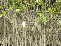 DMC-TS5, 2014:07:19 14:25:40 -- 1/500 sec, f/5.9.  No Flash, Compulsory.4608x3456 0.00 EV.