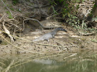 DMC-TS5, 2014:07:19 14:43:50 -- 1/250 sec, f/5.9.  No Flash, Compulsory.4608x3456 0.00 EV.