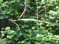 DMC-TS5, 2014:07:19 14:48:32 -- 1/320 sec, f/5.9.  No Flash, Compulsory.4608x3456 0.00 EV.