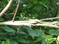 DMC-TS5, 2014:07:19 14:48:45 -- 1/200 sec, f/5.9.  No Flash, Compulsory.4608x3456 0.00 EV.