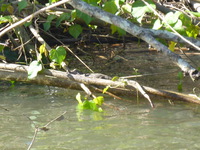 DMC-TS5, 2014:07:19 15:06:02 -- 1/125 sec, f/5.9.  No Flash, Compulsory.4608x3456 0.00 EV.