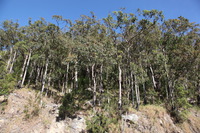 Canon EOS 5D Mark II, 2014:07:20 09:49:04 -- 1/60 sec, f/10.0.  No Flash, Compulsory.5616x3744 Off.