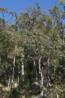 Canon EOS 5D Mark II, 2014:07:20 09:49:13 -- 1/60 sec, f/10.0.  No Flash, Compulsory.5616x3744 Off.