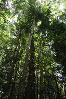 Canon EOS 5D Mark II, 2014:07:20 10:14:33 -- 1/60 sec, f/4.5.  No Flash, Compulsory.5616x3744 Off.