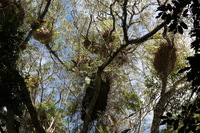 Canon EOS 5D Mark II, 2014:07:20 10:18:19 -- 1/60 sec, f/9.0.  No Flash, Compulsory.5616x3744 Off.