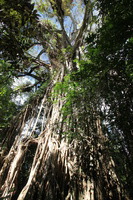 Canon EOS 5D Mark II, 2014:07:20 10:20:17 -- 1/60 sec, f/7.1.  No Flash, Compulsory.5616x3744 Off.