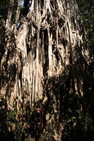 Canon EOS 5D Mark II, 2014:07:20 10:20:33 -- 1/60 sec, f/11.0.  No Flash, Compulsory.5616x3744 Off.