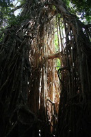 Canon EOS 5D Mark II, 2014:07:20 10:21:03 -- 1/60 sec, f/4.0.  No Flash, Compulsory.5616x3744 Off.