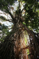 Canon EOS 5D Mark II, 2014:07:20 10:21:12 -- 1/60 sec, f/4.0.  No Flash, Compulsory.5616x3744 Off.