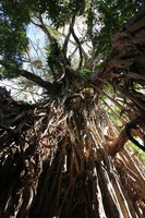 Canon EOS 5D Mark II, 2014:07:20 10:21:28 -- 1/60 sec, f/4.5.  No Flash, Compulsory.5616x3744 Off.