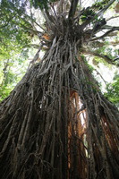 Canon EOS 5D Mark II, 2014:07:20 10:23:10 -- 1/60 sec, f/4.0.  No Flash, Compulsory.5616x3744 Off.