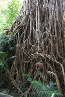 Canon EOS 5D Mark II, 2014:07:20 10:23:27 -- 1/60 sec, f/4.0.  No Flash, Compulsory.5616x3744 Off.