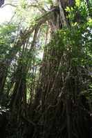 Canon EOS 5D Mark II, 2014:07:20 10:27:54 -- 1/60 sec, f/4.0.  No Flash, Compulsory.5616x3744 Off.