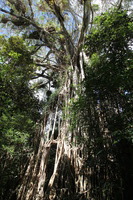 Canon EOS 5D Mark II, 2014:07:20 10:28:58 -- 1/60 sec, f/7.1.  No Flash, Compulsory.5616x3744 Off.