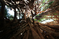 Canon EOS 5D Mark II, 2014:07:20 10:33:01 -- 1/60 sec, f/4.5.  No Flash, Compulsory.5616x3744 Off.