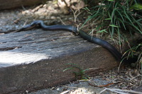 Canon EOS 5D Mark II, 2014:07:20 11:05:09 -- 1/13 sec, f/4.0.  No Flash, Compulsory.5616x3744 Off.