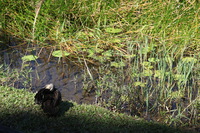 Canon EOS 5D Mark II, 2014:07:20 11:12:35 -- 1/80 sec, f/10.0.  No Flash, Compulsory.5616x3744 Off.