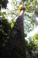 Canon EOS 5D Mark II, 2014:07:20 11:14:55 -- 1/80 sec, f/4.0.  No Flash, Compulsory.5616x3744 Off.