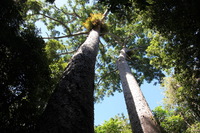 Canon EOS 5D Mark II, 2014:07:20 11:15:44 -- 1/60 sec, f/6.3.  No Flash, Compulsory.5616x3744 Off.