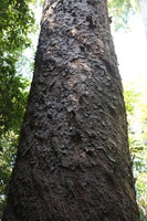 Canon EOS 5D Mark II, 2014:07:20 11:17:09 -- 1/60 sec, f/4.5.  No Flash, Compulsory.5616x3744 Off.