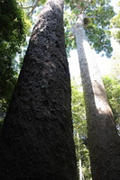 Canon EOS 5D Mark II, 2014:07:20 11:17:19 -- 1/60 sec, f/4.0.  No Flash, Compulsory.5616x3744 Off.