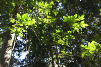 Canon EOS 5D Mark II, 2014:07:20 11:32:58 -- 1/60 sec, f/4.5.  No Flash, Compulsory.5616x3744 Off.