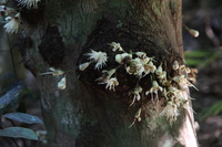 Canon EOS 5D Mark II, 2014:07:20 11:37:59 -- 1/40 sec, f/4.0.  No Flash, Compulsory.5616x3744 Off.