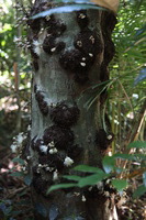 Canon EOS 5D Mark II, 2014:07:20 11:38:35 -- 1/40 sec, f/4.0.  No Flash, Compulsory.5616x3744 Off.