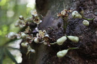 Canon EOS 5D Mark II, 2014:07:20 11:40:18 -- 1/40 sec, f/4.0.  No Flash, Compulsory.5616x3744 Off.