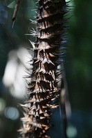 Canon EOS 5D Mark II, 2014:07:20 11:41:59 -- 1/40 sec, f/4.0.  No Flash, Compulsory.5616x3744 Off.