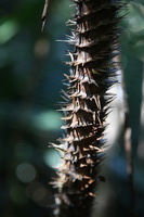 Canon EOS 5D Mark II, 2014:07:20 11:42:10 -- 1/40 sec, f/4.5.  No Flash, Compulsory.5616x3744 Off.