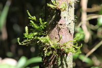 Canon EOS 5D Mark II, 2014:07:20 11:44:06 -- 1/40 sec, f/8.0.  No Flash, Compulsory.5616x3744 Off.