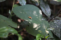 Canon EOS 5D Mark II, 2014:07:20 11:50:51 -- 1/40 sec, f/4.0.  No Flash, Compulsory.5616x3744 Off.