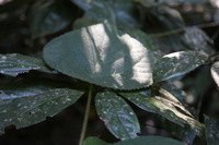 Canon EOS 5D Mark II, 2014:07:20 11:51:07 -- 1/40 sec, f/4.0.  No Flash, Compulsory.5616x3744 Off.